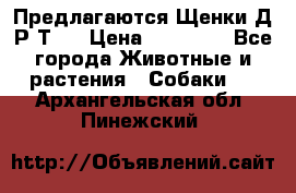 Предлагаются Щенки Д.Р.Т.  › Цена ­ 15 000 - Все города Животные и растения » Собаки   . Архангельская обл.,Пинежский 